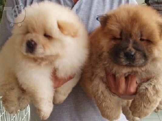 Chow chow BROWN καθαρόαιμα επιλογής